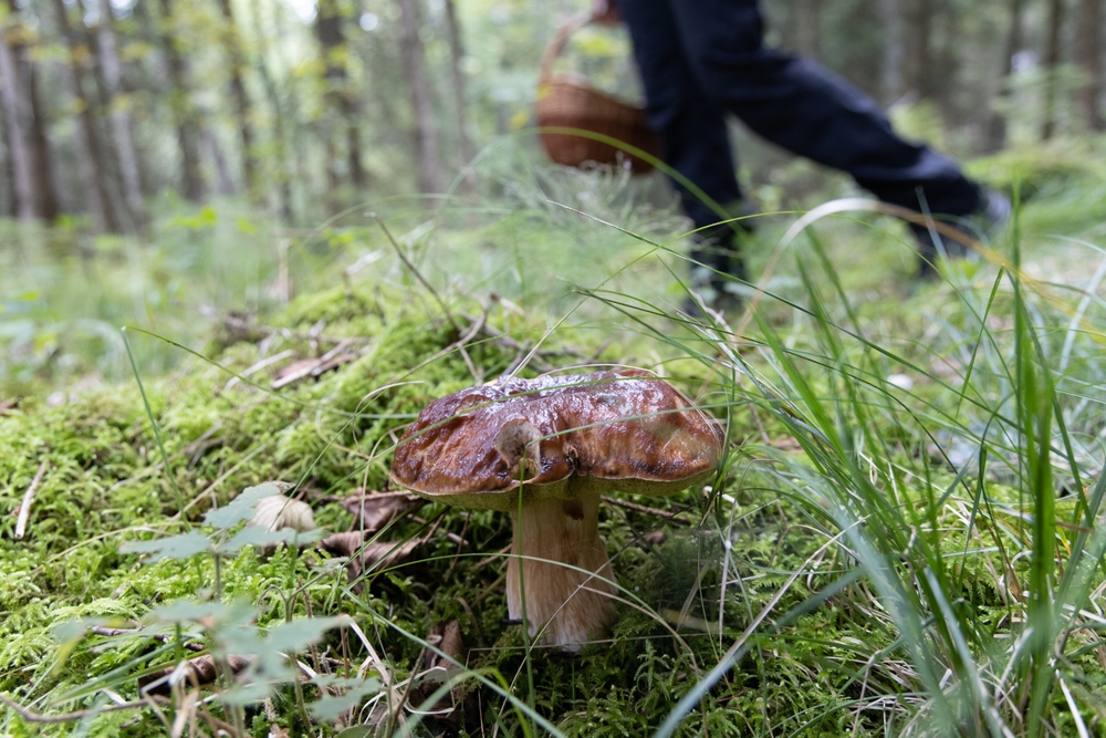 Při určování hub je důležité si všímat různých znaků, jako je tvar klobouku, barva lupenů, přítomnost prstence nebo pochvy, a místo růstu. sbírání hub
