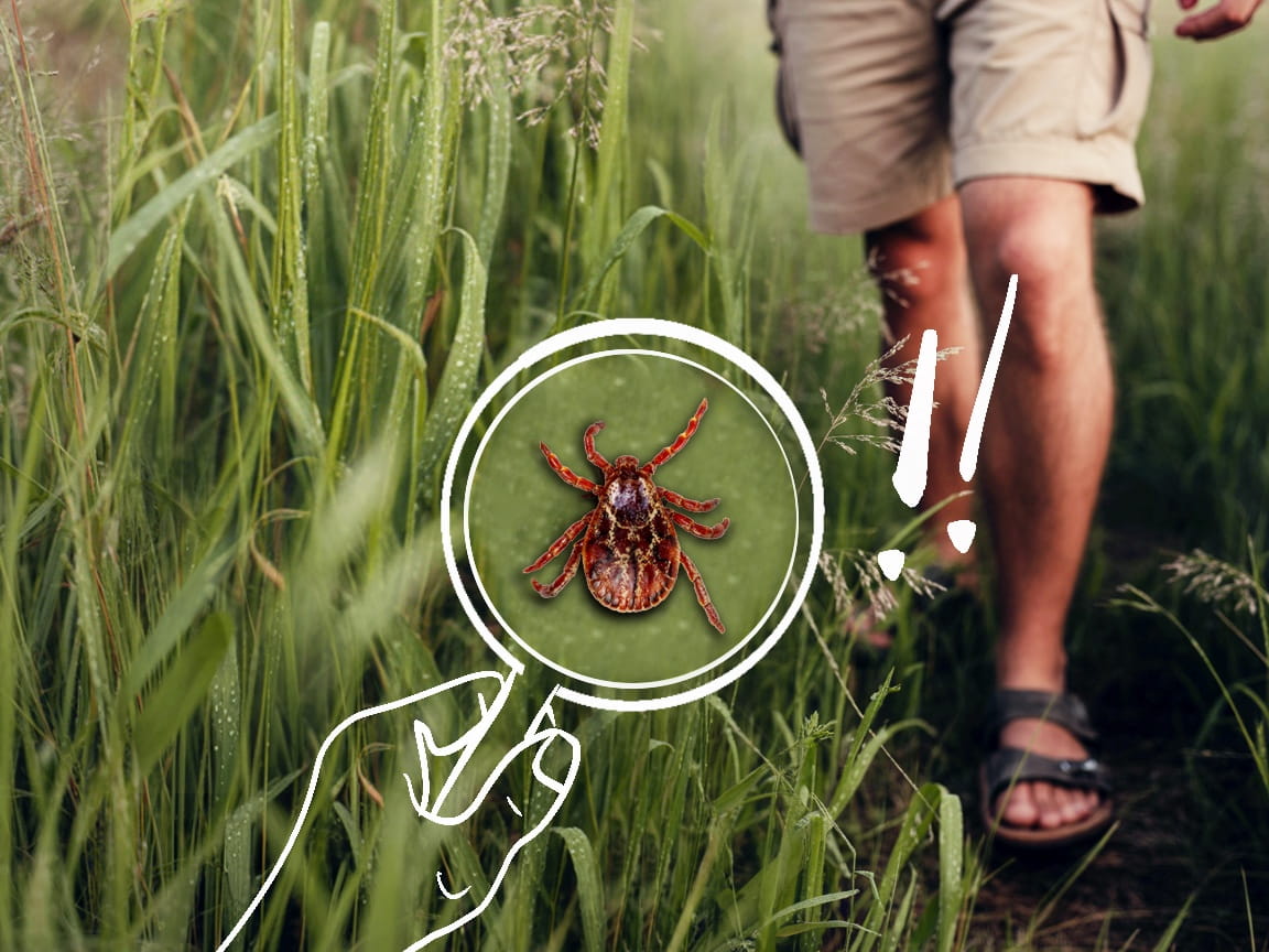 kliste_edit_a-photograph-of-dense-wild-grass-swaying_J-ZMVy5RS0CziHCGujL3mA_3xroQvp3Tne3qeijlwTWDQ-2